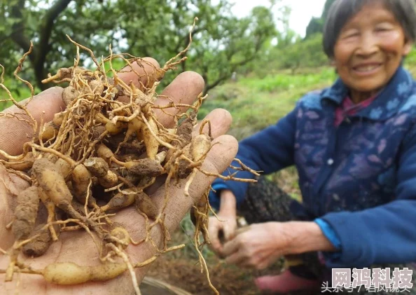 玖草在线免费视频明星八卦大揭秘