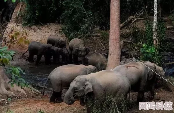 惊喜！探索疯狂动物园，揭秘丛林野牛神秘面貌，邀你亲自体验骑乘乐趣！