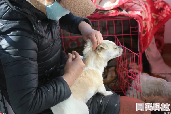 小茹与七个月大的大黄流浪狗救助中心呼吁好心人收养这只温顺可爱的狗狗