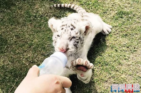 中出白虎幼崽顺利成长学会捕猎母虎悉心教导