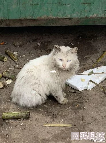 粗大白浊疑似小区流浪猫走失主人急寻望知情者提供线索