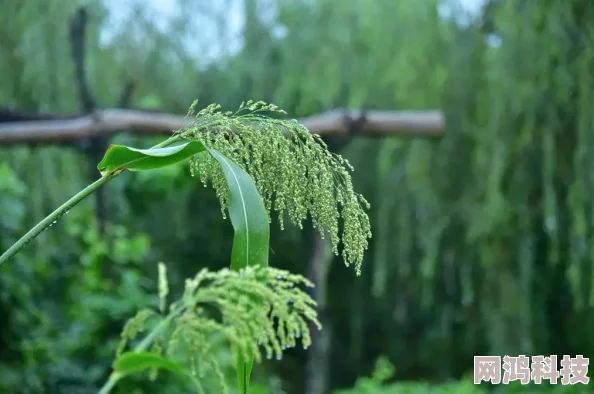 《时空中的绘旅人》黑暗的远山复刻活动玩法及爆料全攻略