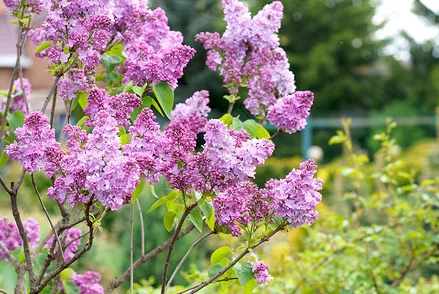 色婷婷丁香花开枝头，色彩斑斓，展现生命活力，传递自然之美