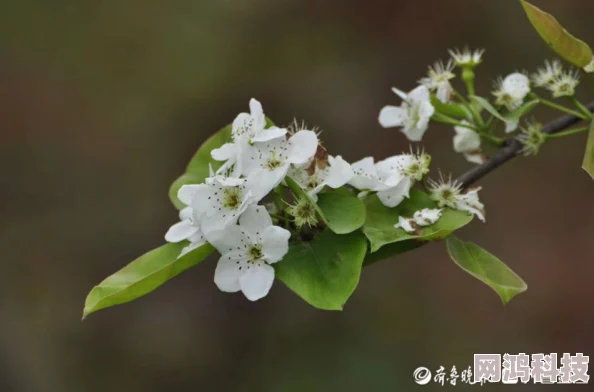 九月丁香婷婷花开二度香飘满园引游人驻足