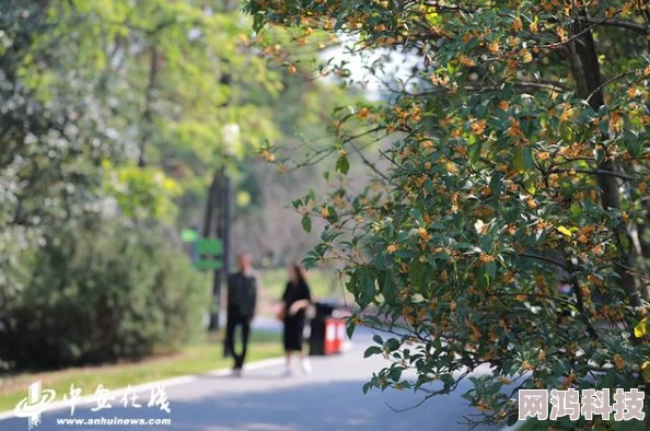 九月丁香婷婷花开二度香飘满园引游人驻足