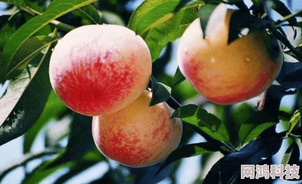 金银花露红桃国际清甜爽口夏日特饮多种口味畅享冰爽