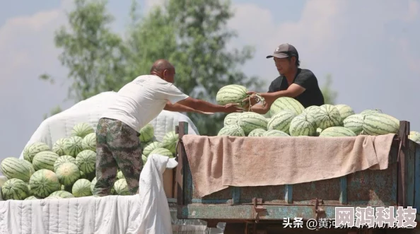 农村的13又紧又嫩又水多种植的新品种西瓜喜获丰收个大味甜