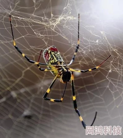 黄金蜘蛛城Araneae：SignoftheSpider揭露柬埔寨网络诈骗黑幕的惊悚纪实