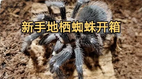 黄金蜘蛛城Araneae：SignoftheSpider揭露柬埔寨网络诈骗黑幕的惊悚纪实