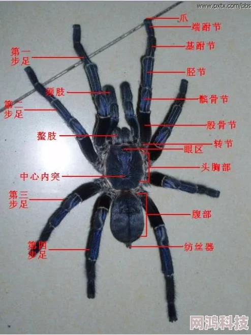 黄金蜘蛛城Araneae：SignoftheSpider揭露柬埔寨网络诈骗黑幕的惊悚纪实