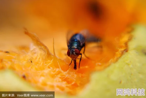 美丽的水蜜桃果蝇围绕果皮破损散发酸味