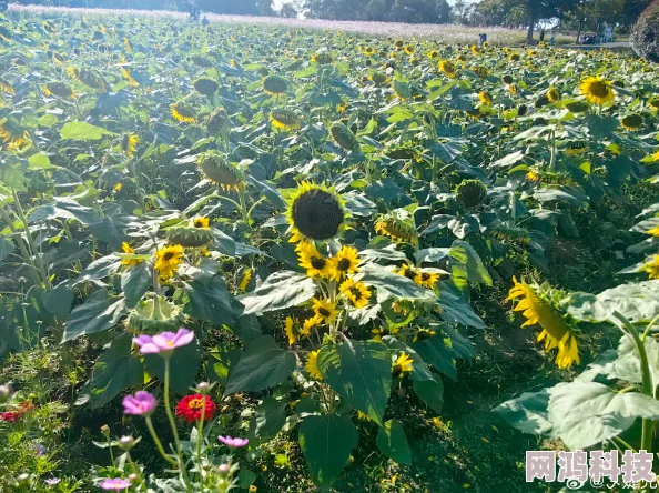 向日葵花期短暂易凋谢且花粉过敏者需谨慎