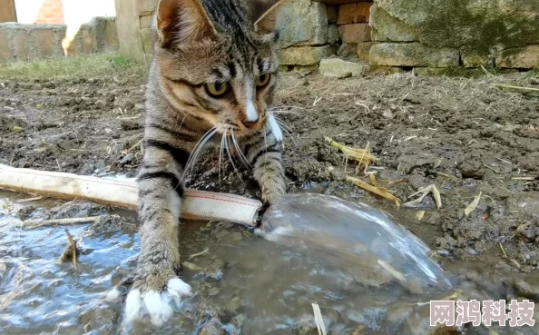 不要灌尿了好涨h听说隔壁老王家的猫也喜欢玩水管