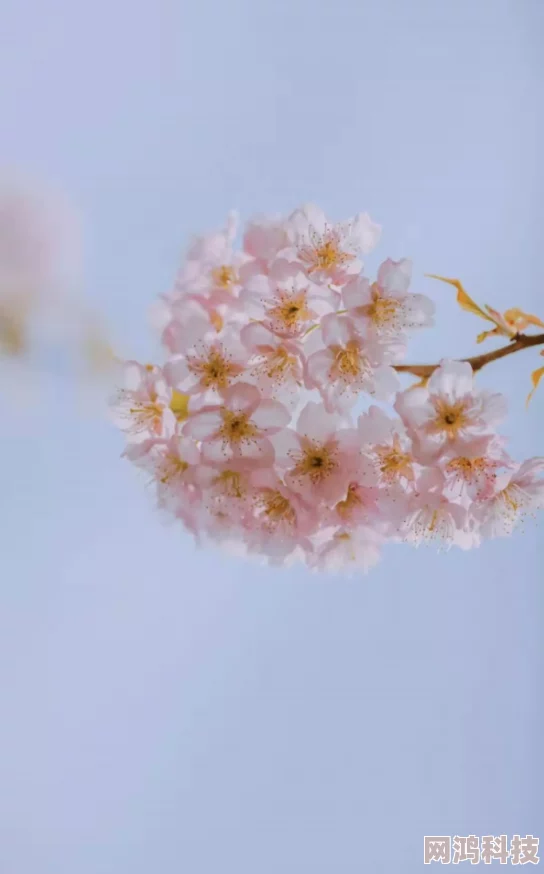 为何让人念念不忘正能量你懂我意思你会回来感谢我的意思是樱花独特的韵律和意境让人过耳不忘