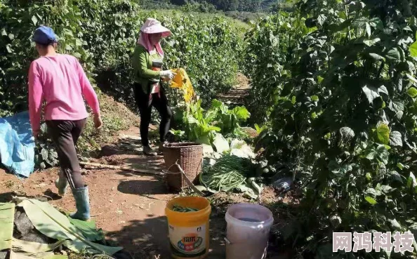 《我的世界》西瓜种植秘籍大公开：高效技巧与隐藏爆料信息！