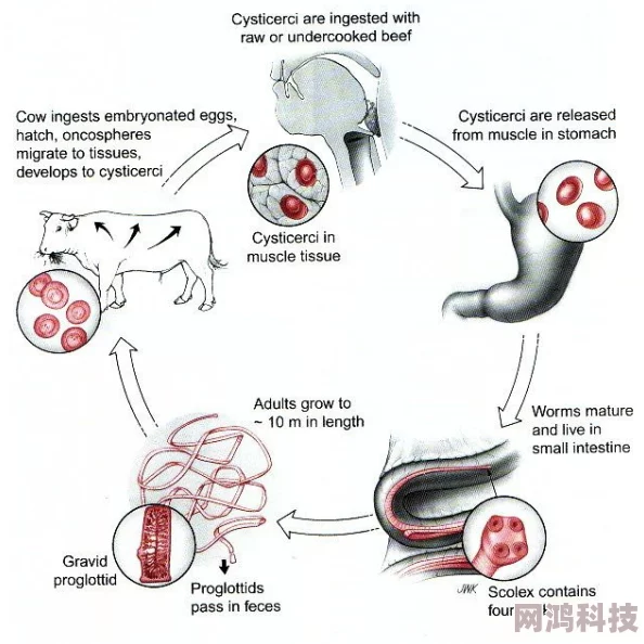 寄生虫钻阴虫·エロ2025生物科技新突破颠覆传统疗法